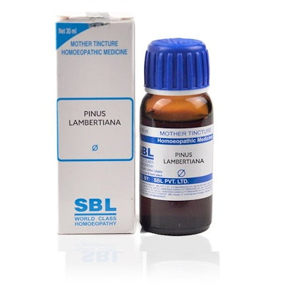 Pinus Lambertiana Homeopathy Mother Tincture