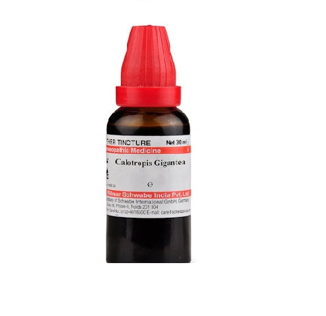 Calotropis Gigantea Homeopathy Mother Tincture Q